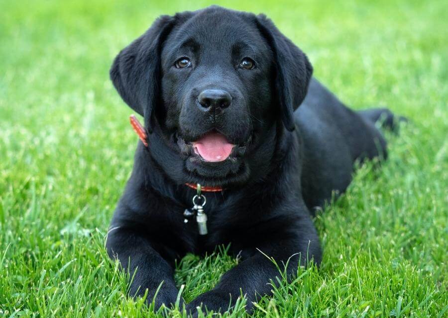 Black dog laying on grass